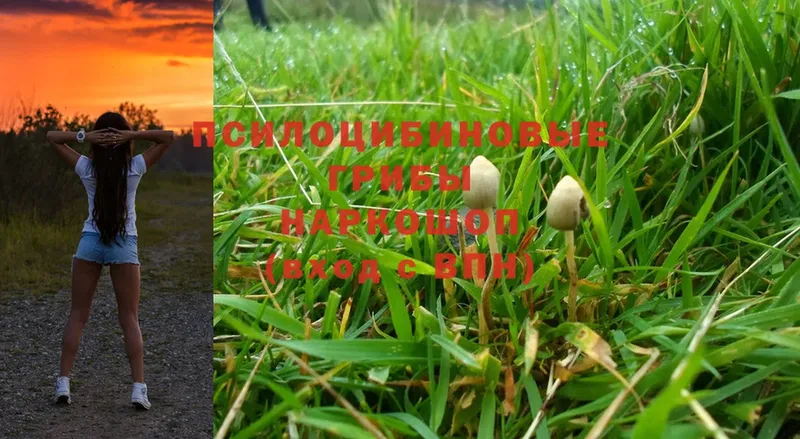 Псилоцибиновые грибы MAGIC MUSHROOMS  blacksprut ссылки  Стерлитамак 