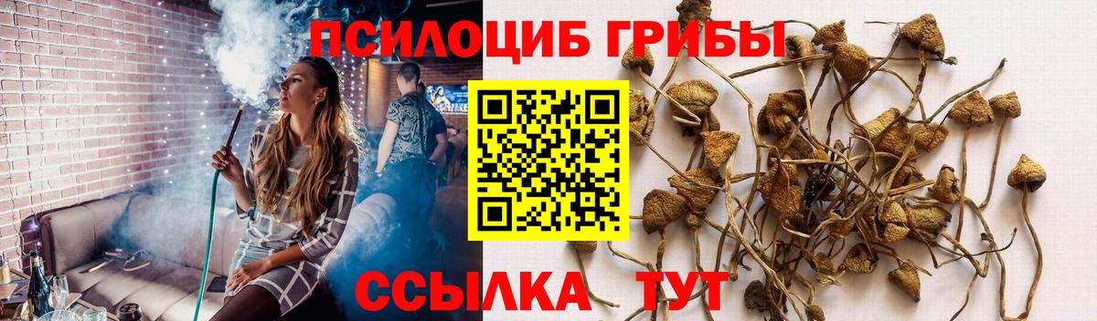Галлюциногенные грибы Psilocybe Стерлитамак